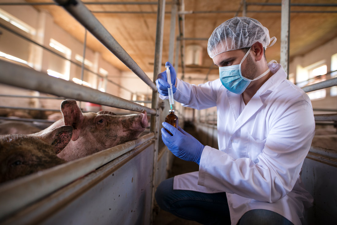 La FAO, la OMS y la OIE se unen para enfrentar el surgimiento de enfermedades  zoonóticas